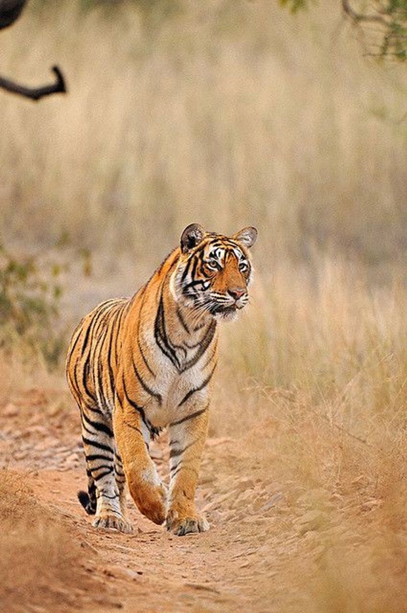 Indravati Tiger Reserve, Chhattisgarh, India Indravati Tiger Reserve, Chhattisgarh, India