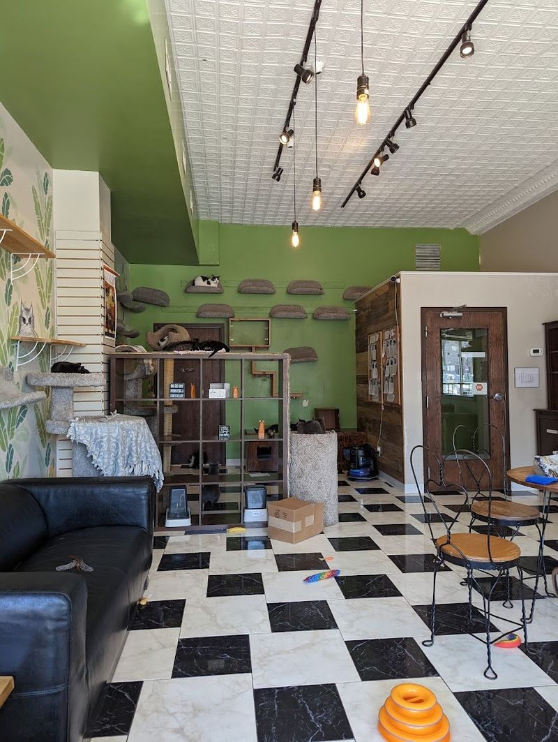 Inside the Cat Lounge: What to Expect When You Walk In Inside the Cat Lounge: What to Expect When You Walk In