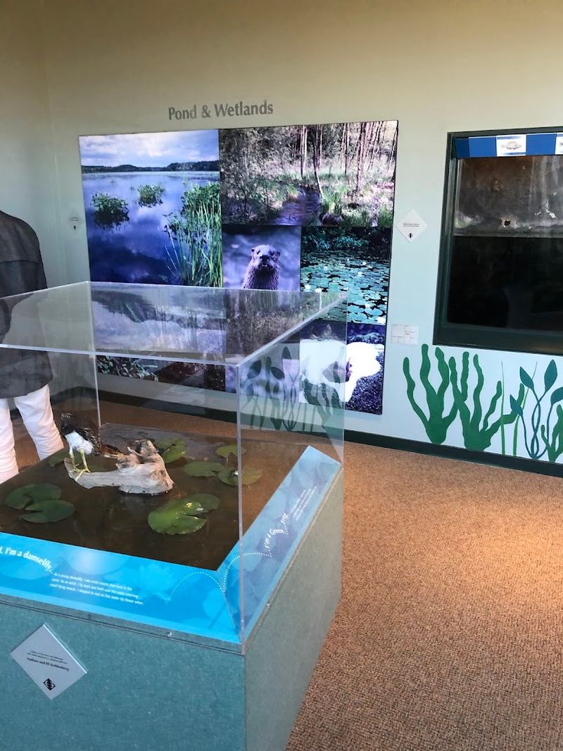 Inside the Nature Center: Exhibits That Explain the Bay Inside the Nature Center: Exhibits That Explain the Bay