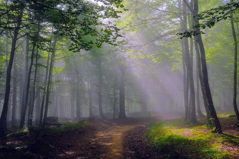 Irati Forest, Ochagavía, Navarre, Spain