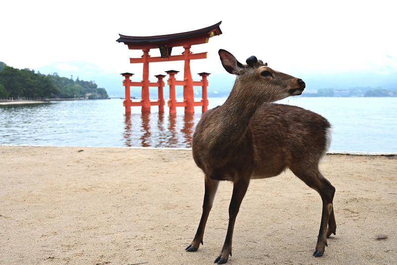 Itsukushima Island, Hatsukaichi, Hiroshima, Japan