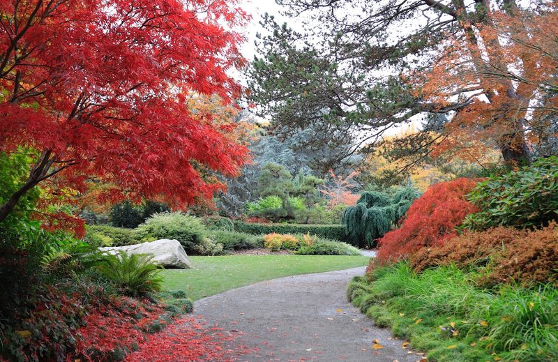 Japanese Maples That Steal the Show Every Season