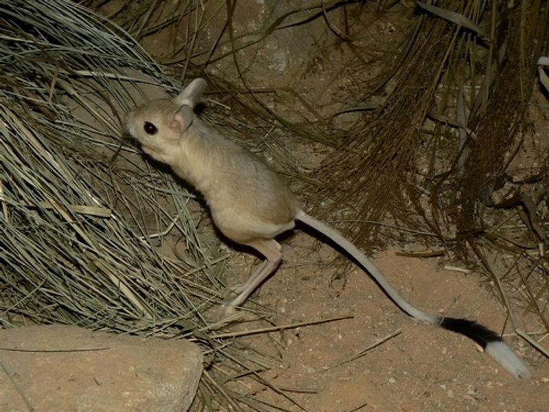 Jerboa