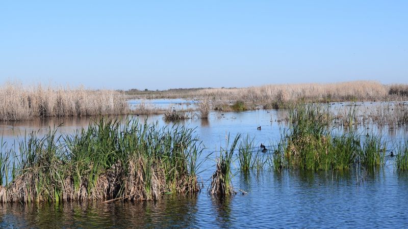 Jocelyn Nungaray National Wildlife Refuge, Anahuac, Texas