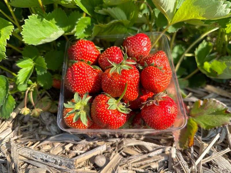 Just Berries — Stewardson, Illinois