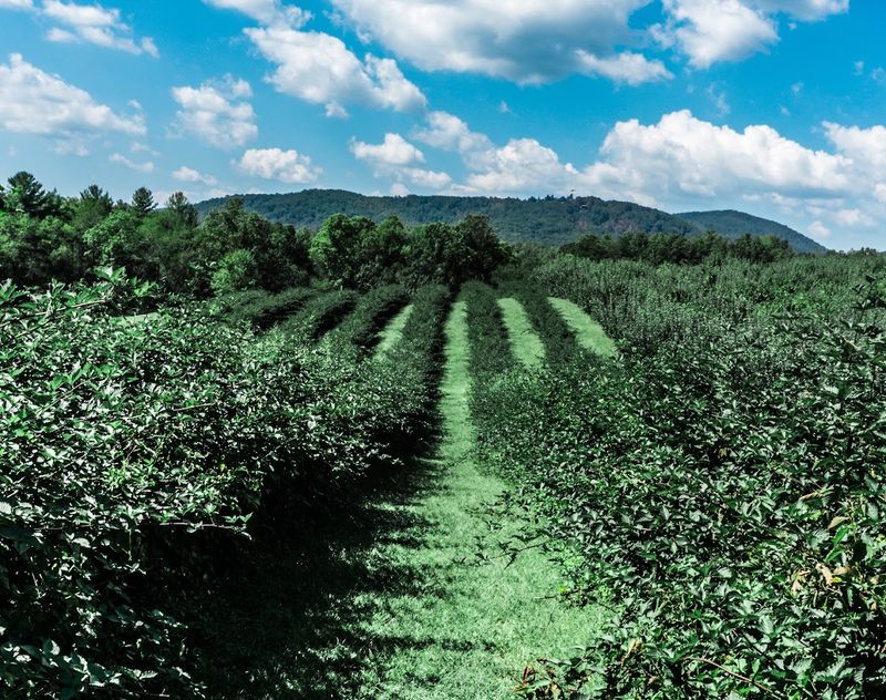 Justus Orchard — Hendersonville, North Carolina Justus Orchard — Hendersonville, North Carolina