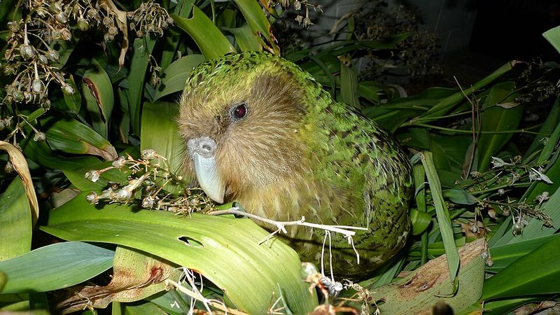 Kakapo (New Zealand)
