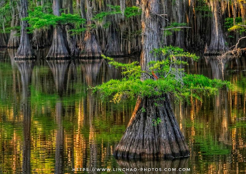 Karnack, Texas: Caddo Lake State Park Karnack, Texas: Caddo Lake State Park