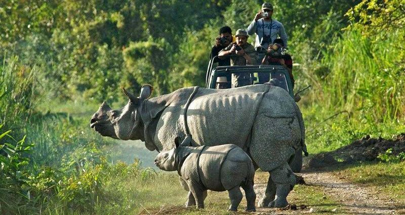Kaziranga National Park, Assam, India Kaziranga National Park, Assam, India