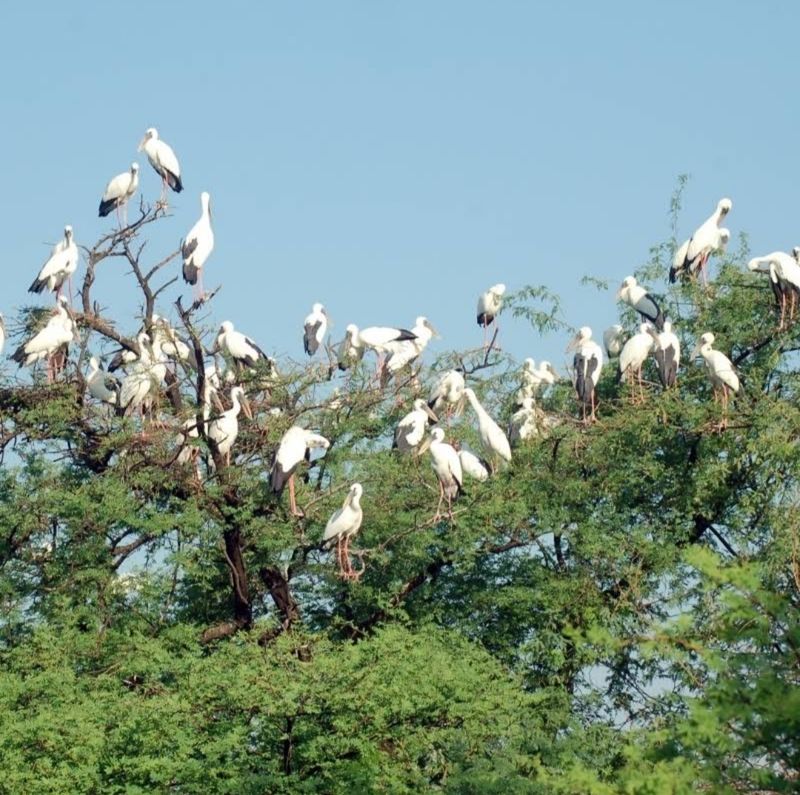 Keoladeo National Park, Rajasthan, India Keoladeo National Park, Rajasthan, India