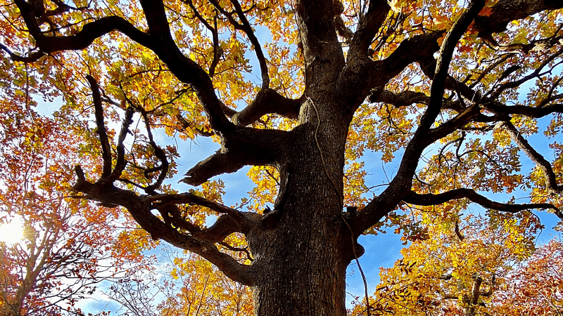 Keystone Ancient Forest & Wildlife Education Programs — Sand Springs, Oklahoma