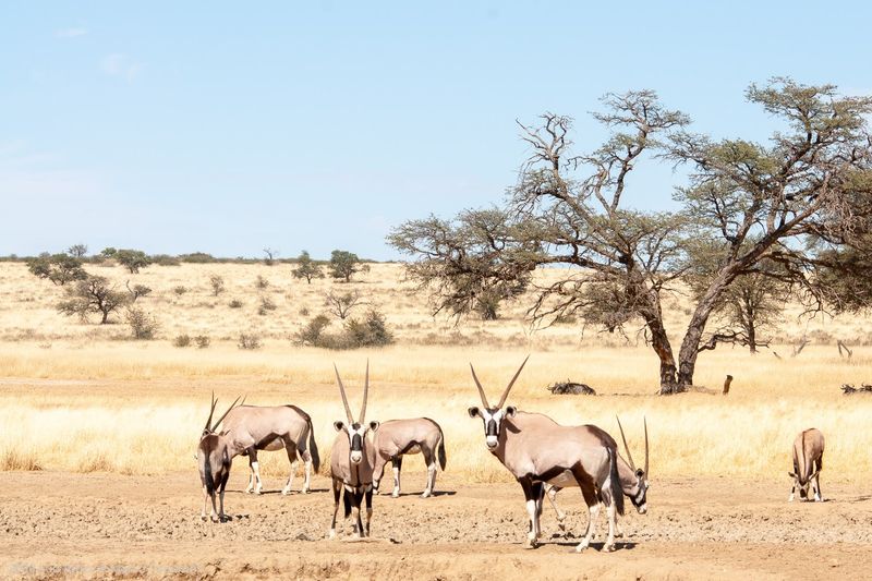 Kgalagadi Transfrontier Park, Northern Cape, South Africa