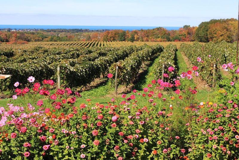 Lake Erie Wine Country - Ohio Lake Erie Wine Country - Ohio