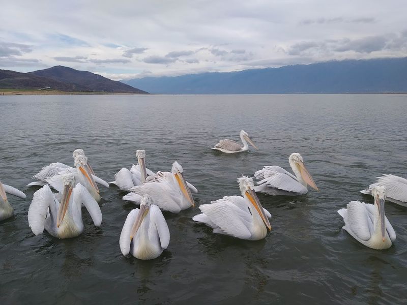 Lake Kerkini, Greece Lake Kerkini, Greece