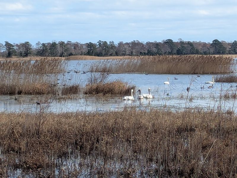 Lake Mattamuskeet National Wildlife Refuge — Swan Quarter, North Carolina