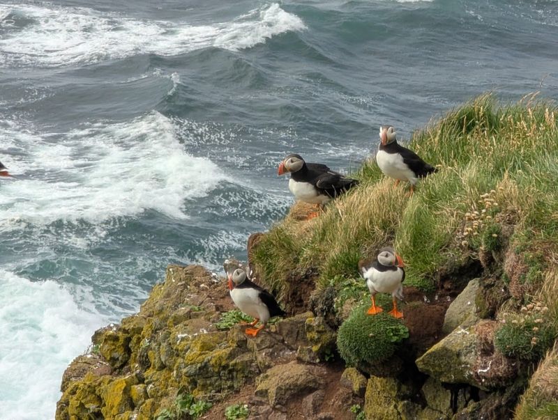 Látrabjarg Bird Cliffs, Patreksfjörður, Westfjords, Iceland