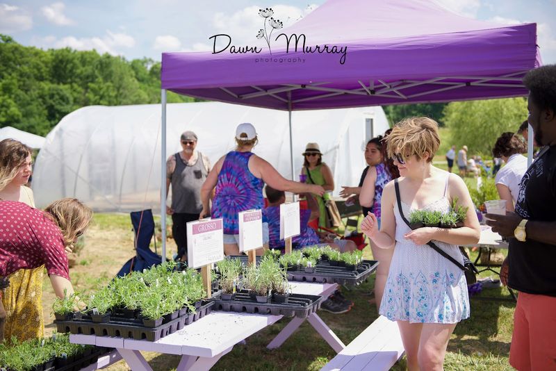 Lavender-Infused Food and Treats