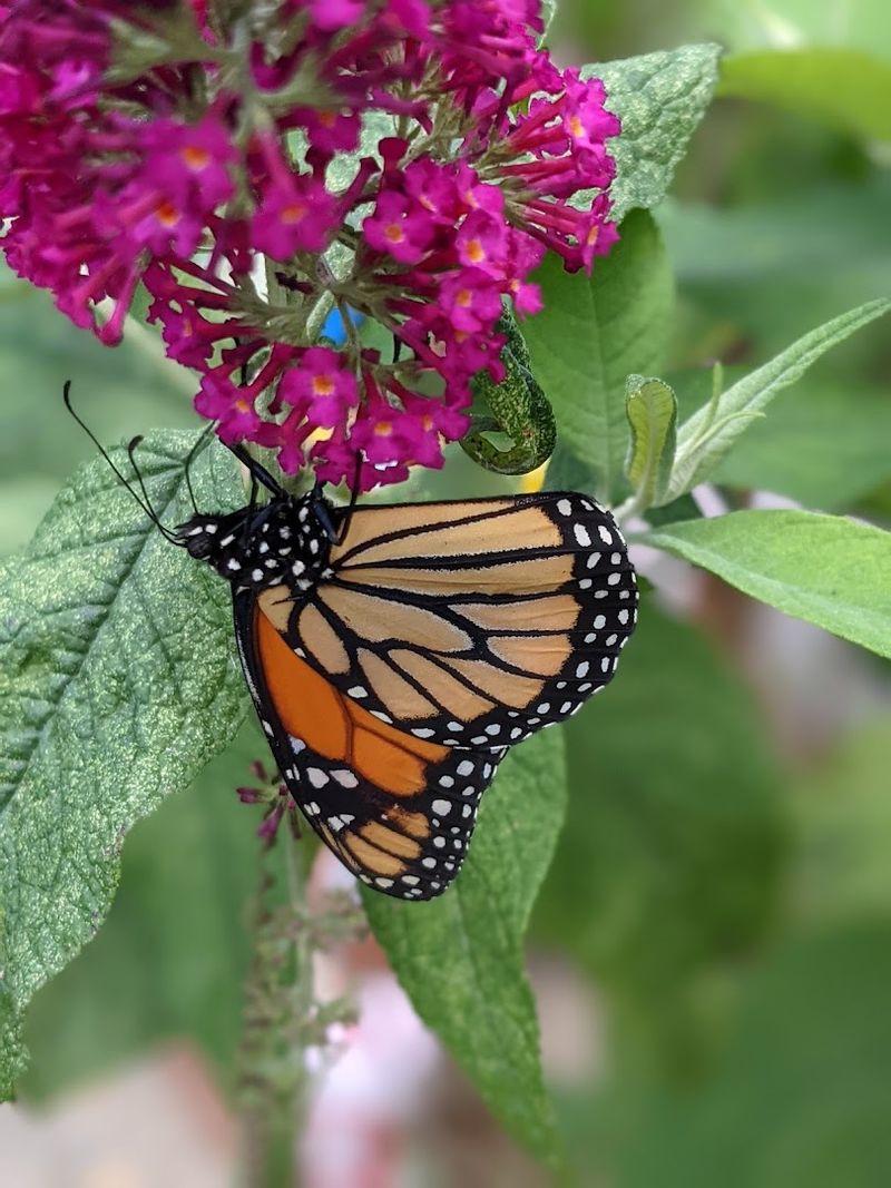 Lavender, Pollinators, and the Sensory Garden Experience