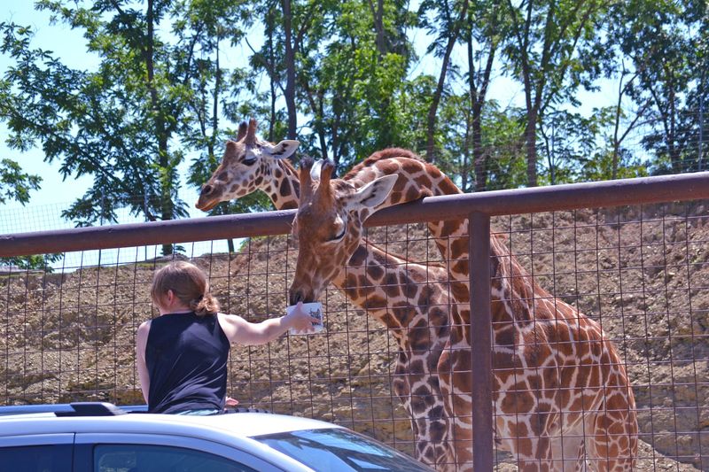 Lazy 5 Ranch — Mooresville, North Carolina