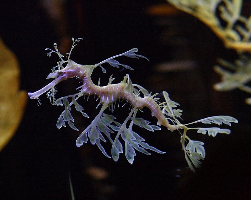 Leafy Sea Dragon Leafy Sea Dragon