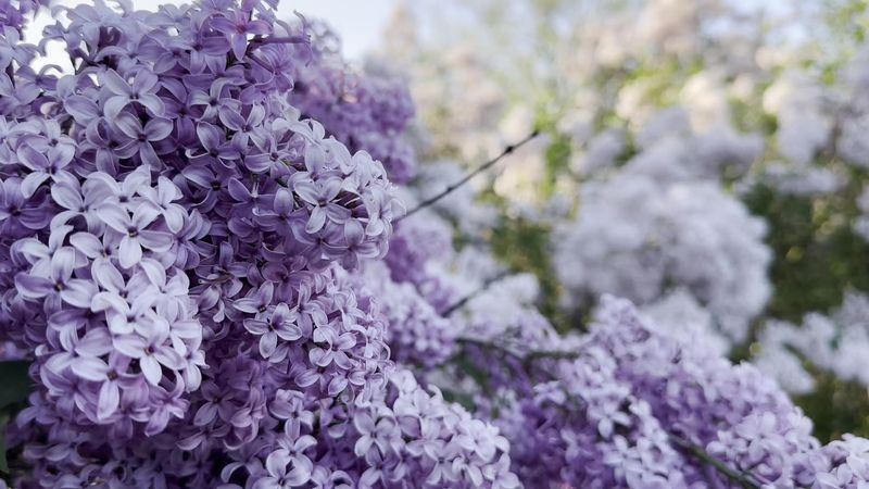 Lilac Sunday: Boston's Most Fragrant Annual Tradition Lilac Sunday: Boston's Most Fragrant Annual Tradition