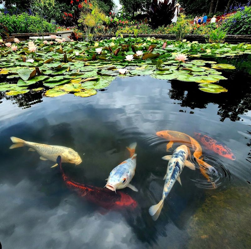 Lily Ponds Full of Color and Life Lily Ponds Full of Color and Life