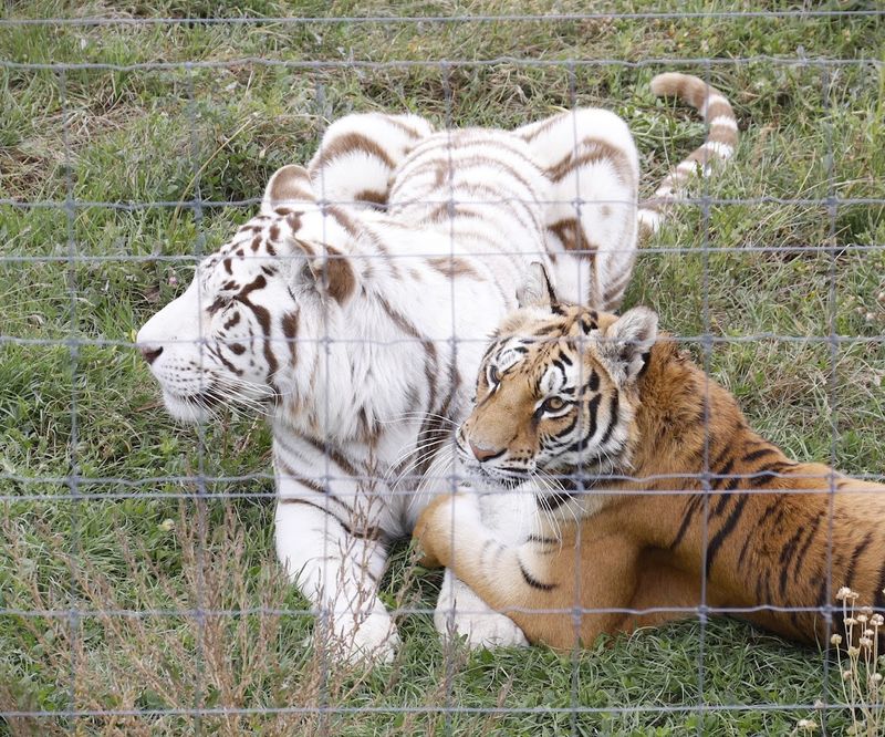 Lions, Tigers, Bears, and So Much More Lions, Tigers, Bears, and So Much More