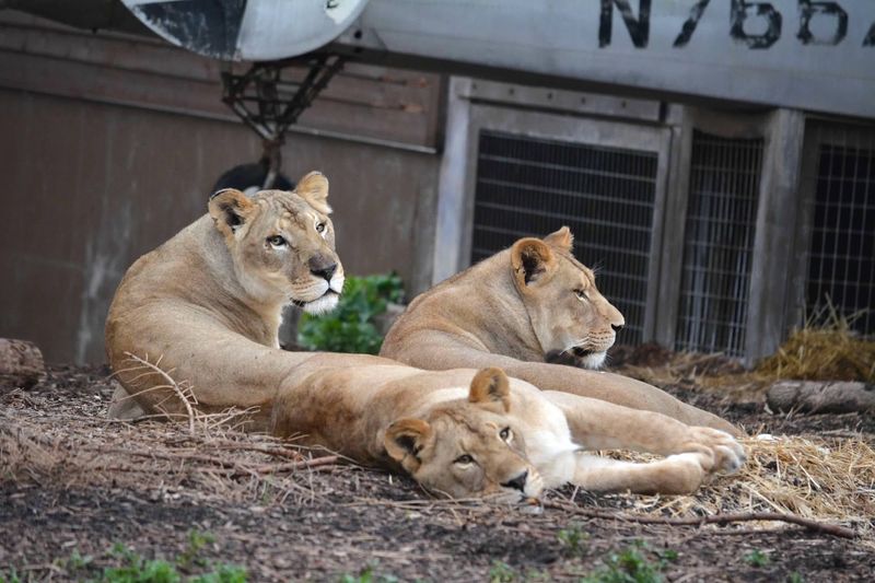Lions and the Iconic Plane Crash Exhibit Lions and the Iconic Plane Crash Exhibit