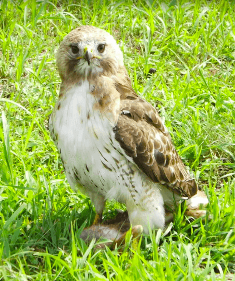 Live Raptors on the Grounds: Meet the Birds Up Close Live Raptors on the Grounds: Meet the Birds Up Close