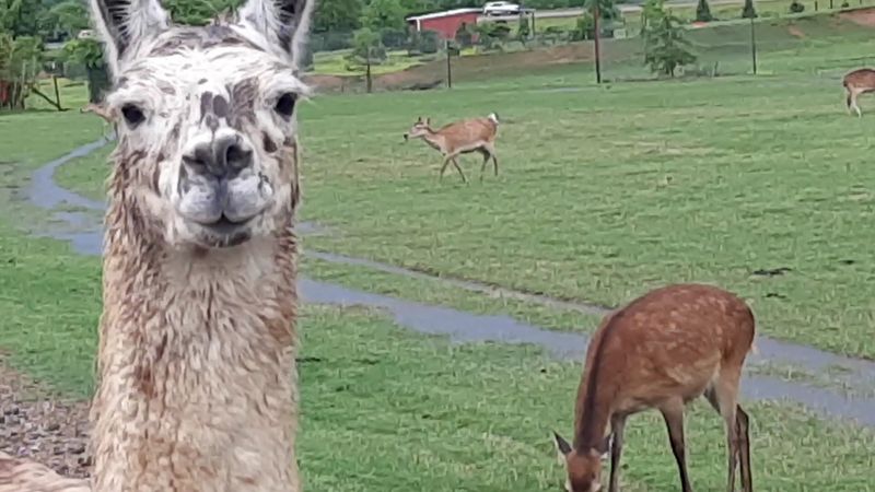 Llamas That Will Block Traffic for Snacks Llamas That Will Block Traffic for Snacks