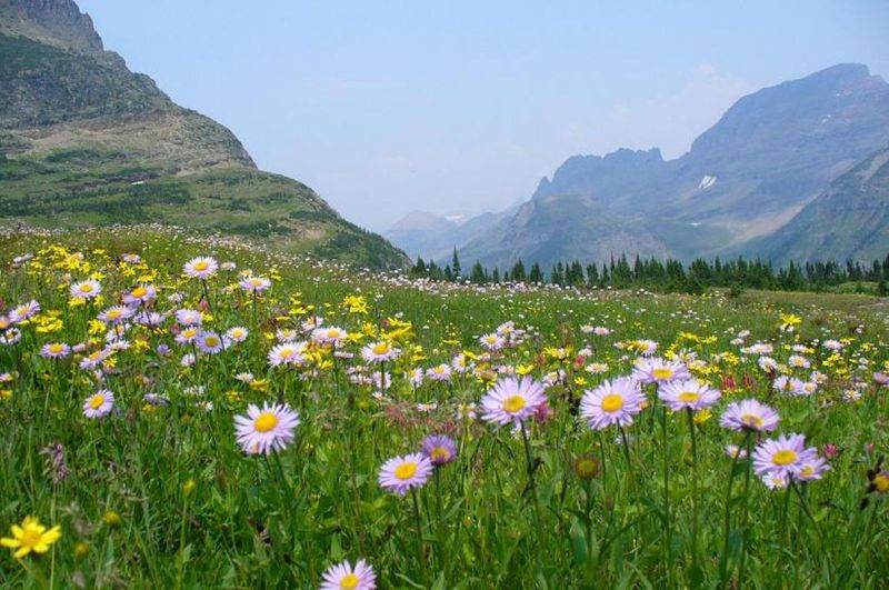 Logan Pass and the Continental Divide Experience Logan Pass and the Continental Divide Experience