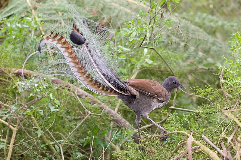 Lyrebirds Can Copy Almost Any Sound Lyrebirds Can Copy Almost Any Sound