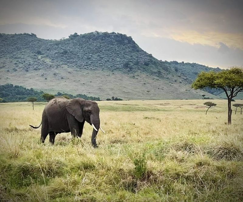 Maasai Mara National Reserve, Narok County, Kenya