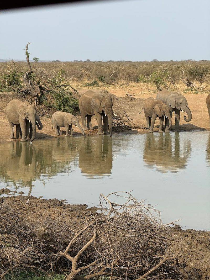 Madikwe Game Reserve, North West, South Africa