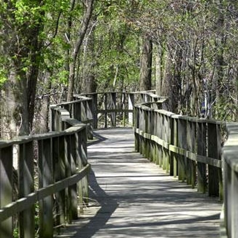 Magee Marsh Wildlife Area, Oak Harbor, Ohio