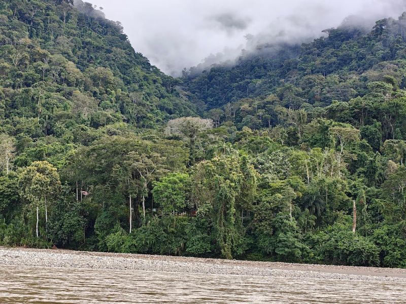 Manú National Park, Madre De Dios And Cusco, Peru