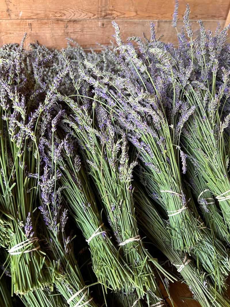Maria's Lavender Farm - Marengo, Illinois Maria's Lavender Farm - Marengo, Illinois
