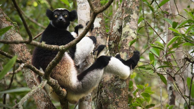 Masoala National Park, Masoala Peninsula, Madagascar