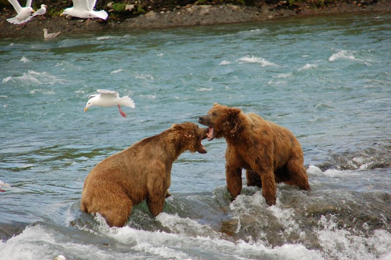 McNeil River State Game Sanctuary, Alaska, USA McNeil River State Game Sanctuary, Alaska, USA