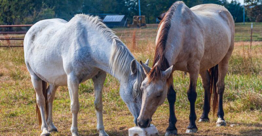 Meet Majestic Wild Horses Up Close at This Peaceful Oklahoma Sanctuary