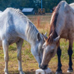 Meet Majestic Wild Horses Up Close at This Peaceful Oklahoma Sanctuary