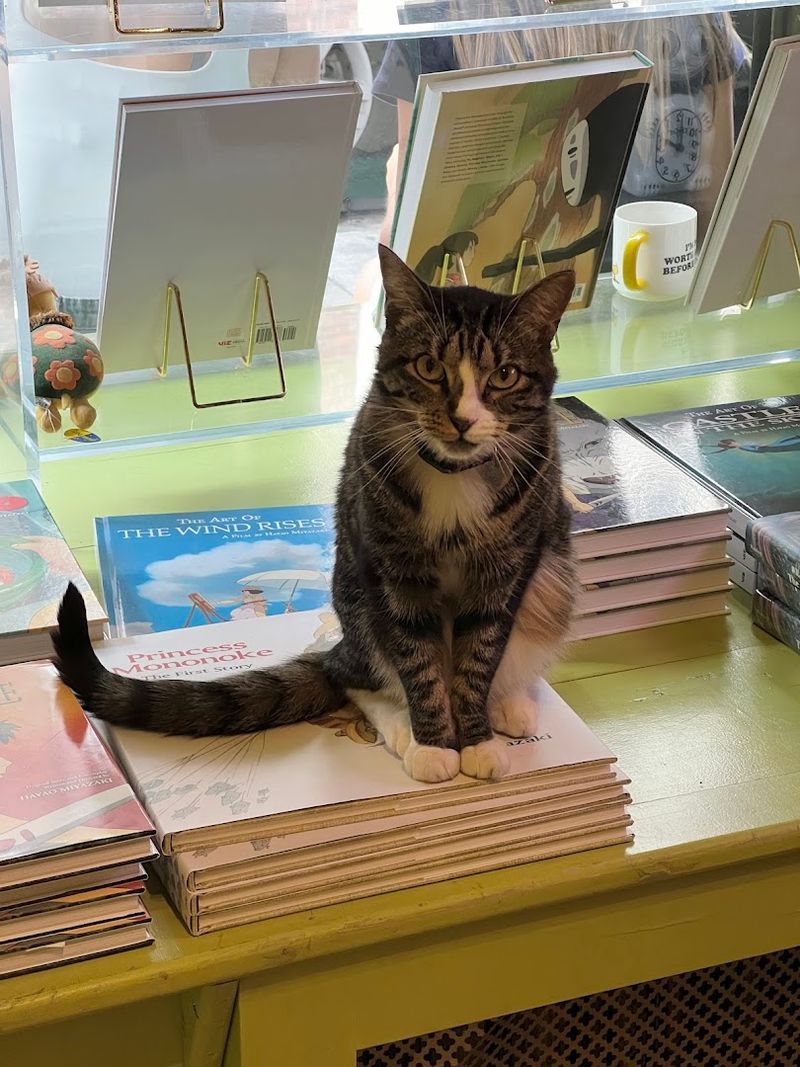 Meet Pillow, the Shop's Four-Legged Employee Meet Pillow, the Shop's Four-Legged Employee