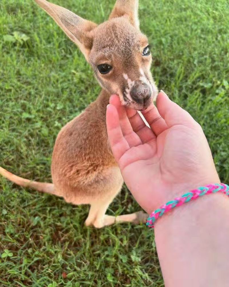 Meeting the Kangaroos and Baby Joey Up Close Meeting the Kangaroos and Baby Joey Up Close