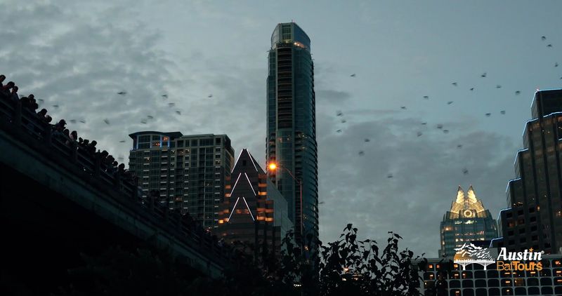 Mexican Free-Tailed Bats: The Stars of the Show Mexican Free-Tailed Bats: The Stars of the Show