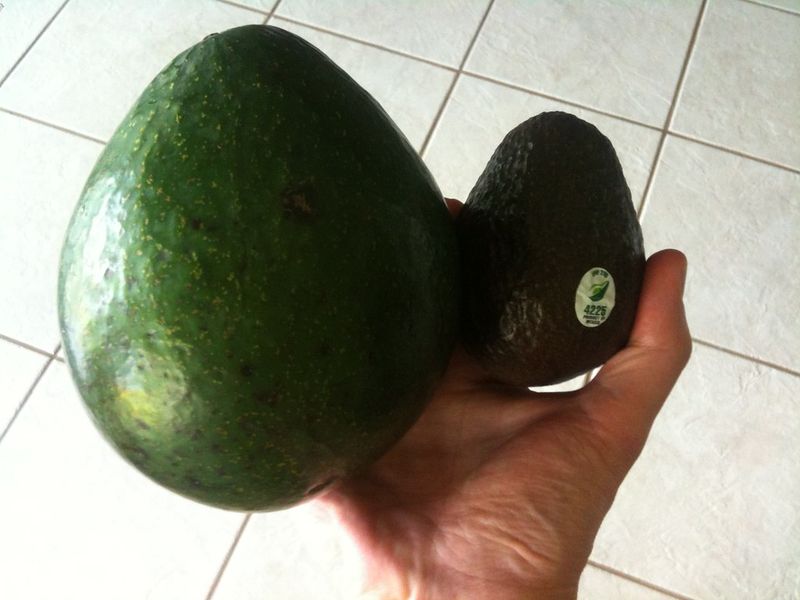 Mexico: Feeding Millions While Exporting Avocados