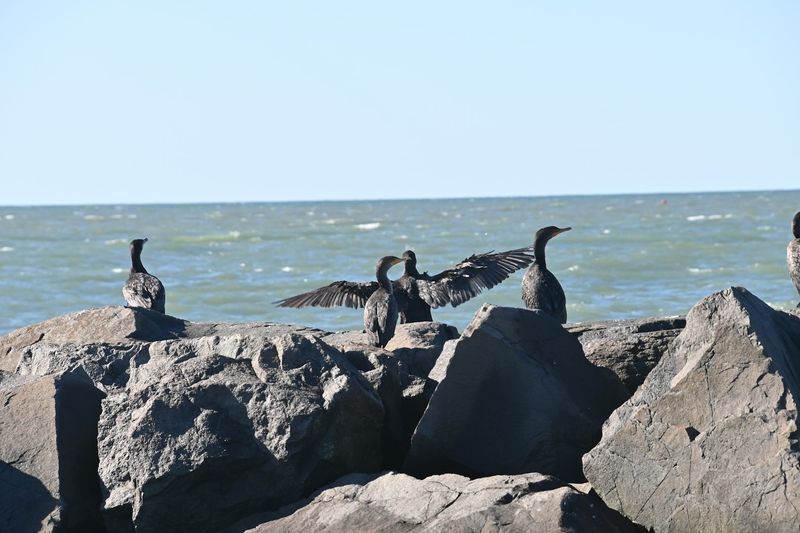 Migration Season: When Cape May Truly Comes Alive Migration Season: When Cape May Truly Comes Alive