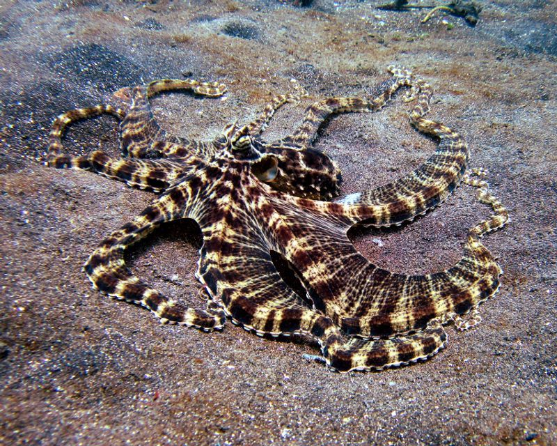 Mimic Octopuses Become Other Animals Mimic Octopuses Become Other Animals