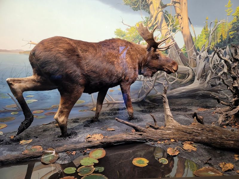 Minnesota Wildlife Dioramas That Deserve Your Full Attention Minnesota Wildlife Dioramas That Deserve Your Full Attention
