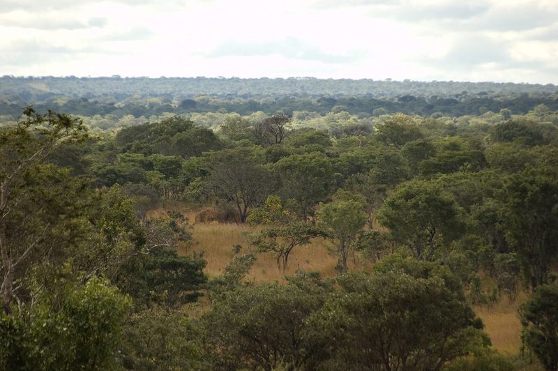 Miombo Woodlands, Southern Africa