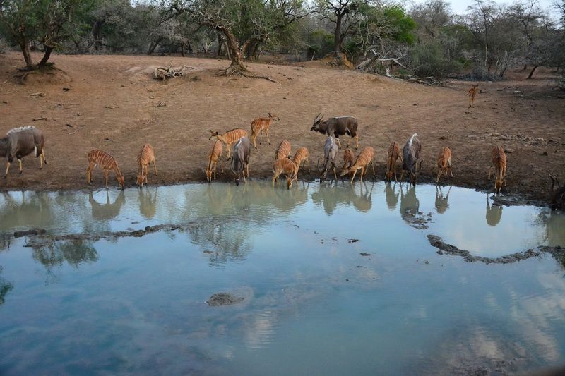 Mkhuze Game Reserve, KwaZulu-Natal, South Africa